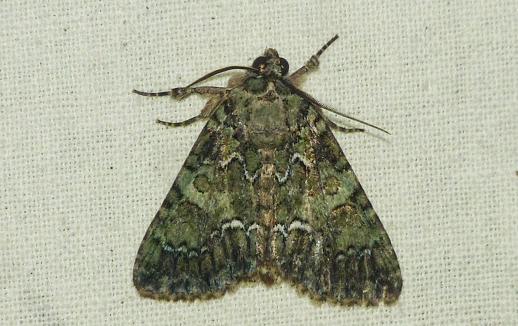 Polyphaenis sericata - selyemfényű erdeibagoly