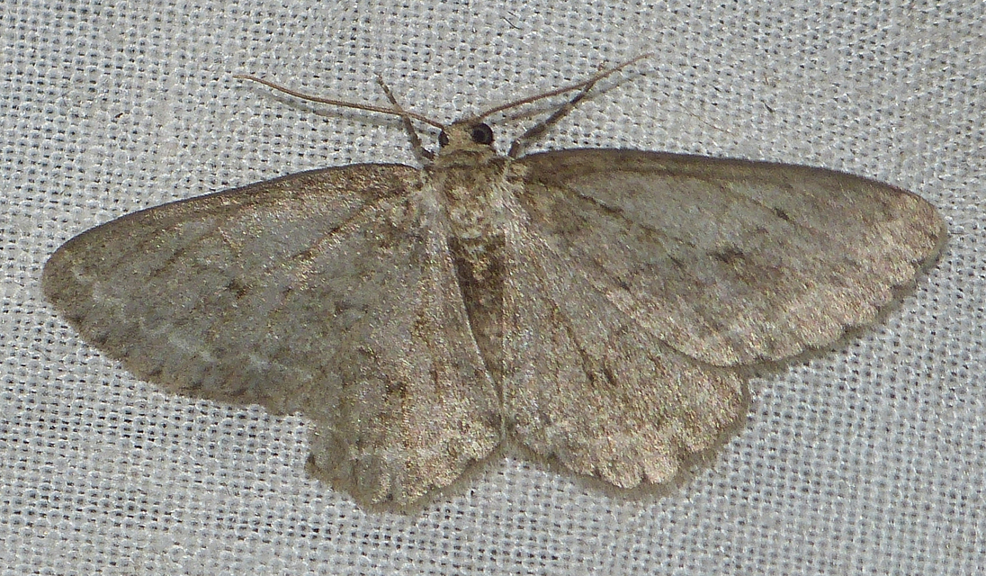 Ectropis crepuscularia - avararaszoló