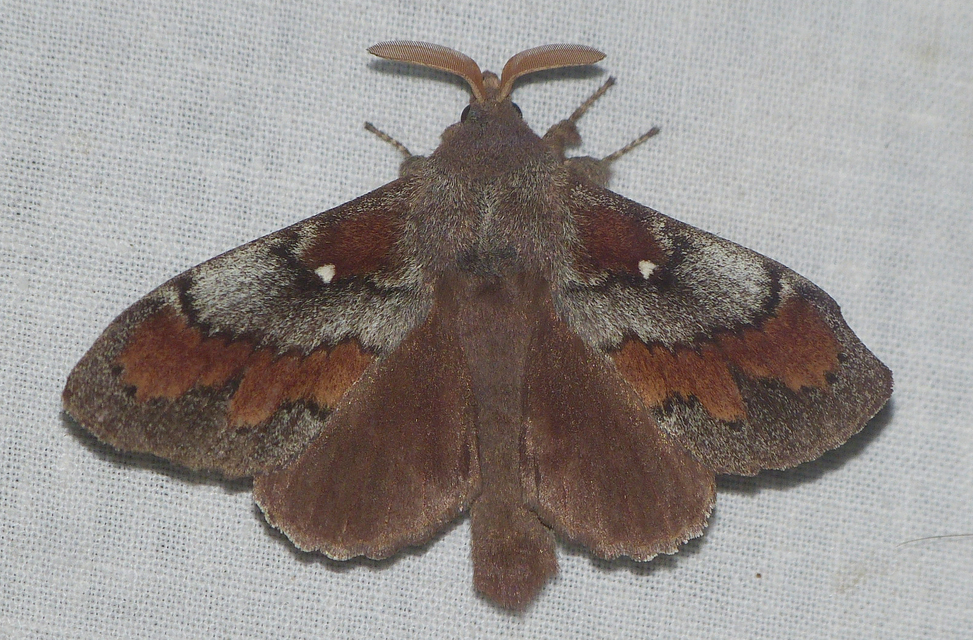 Dendrolimus pini - fenyőpohók