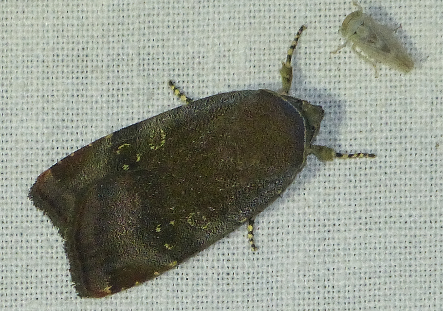 Noctua janthe/janthina