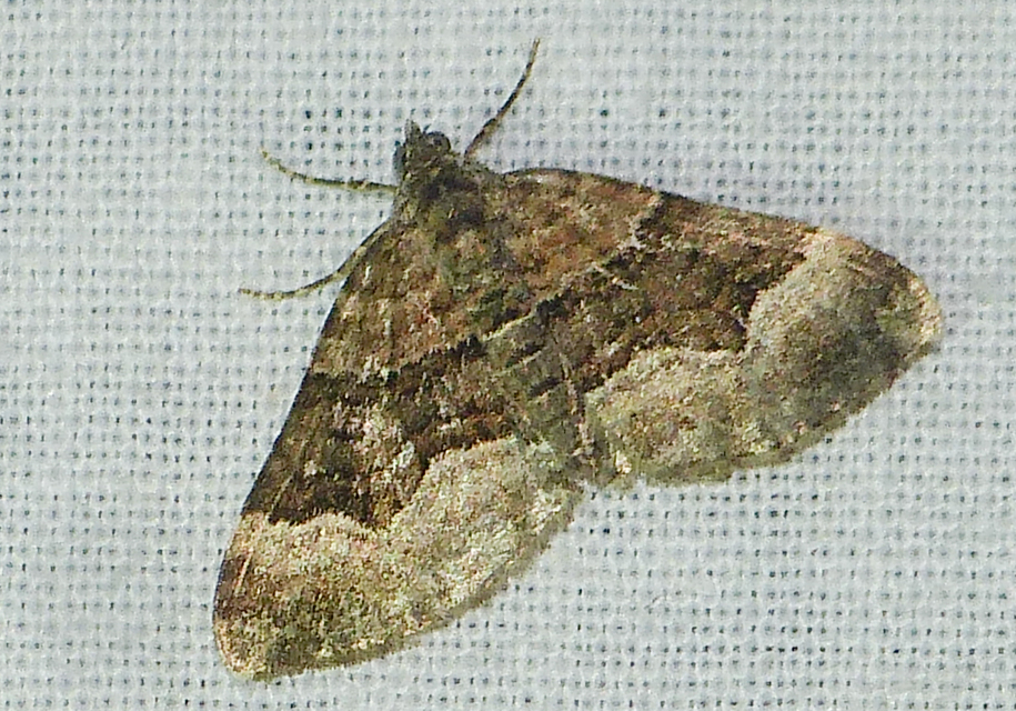 Xanthorhoe biriviata - kétsávos tarkaaraszoló