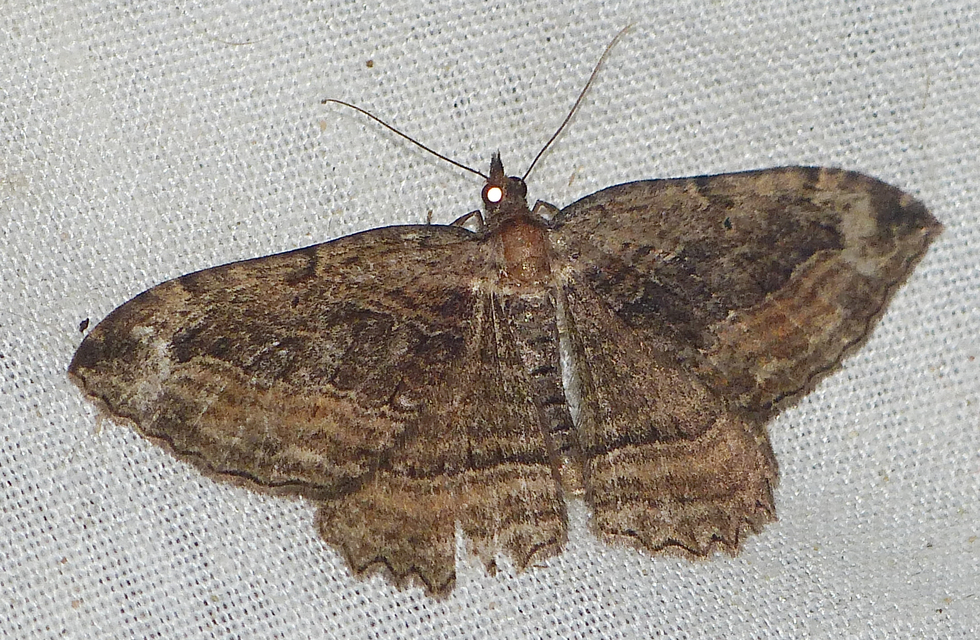 Philereme transversata - varjútövis-araszoló