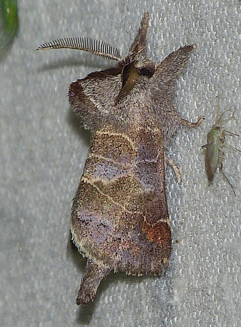 Clostera pigra - apró levélszövő