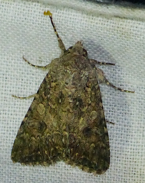 Hadula trifolii - lóherebagoly