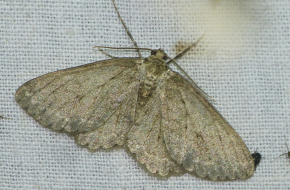 Ectropis crepuscularia - avararaszoló