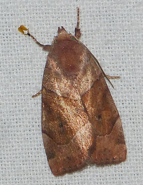 Cosmia trapezina - közönséges lombbagoly