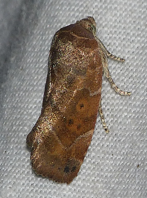 Cosmia affinis - barna lombbagoly