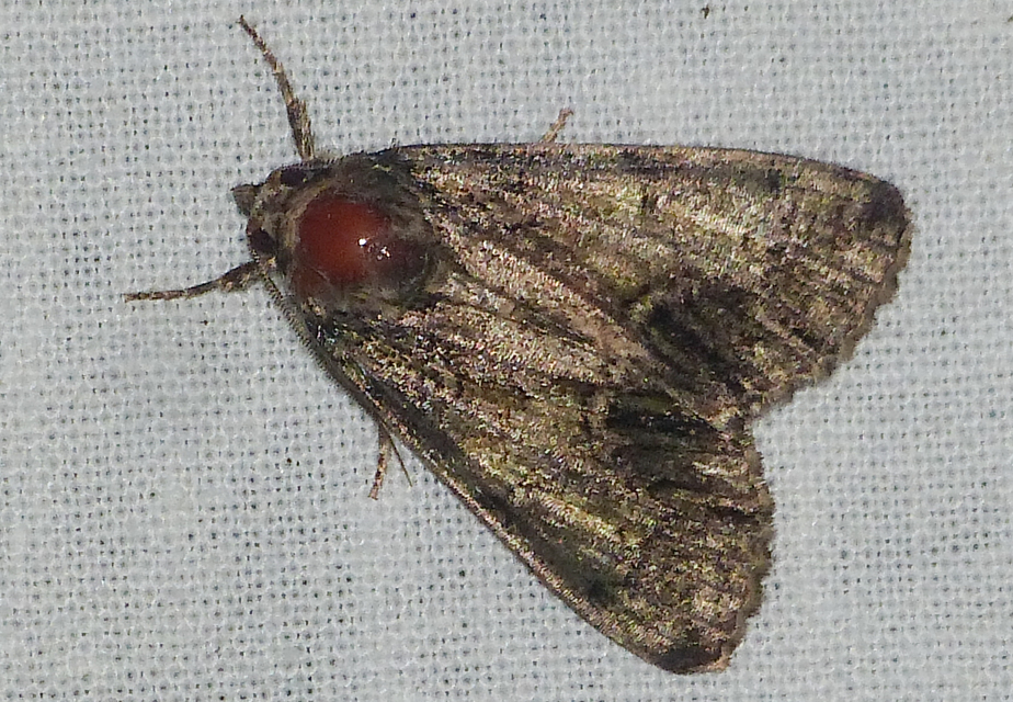 Polyphaenis sericata - selyemfényű erdeibagoly