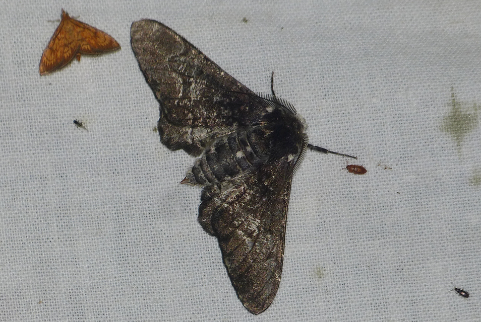 Biston betularia - szürkepettyes araszoló