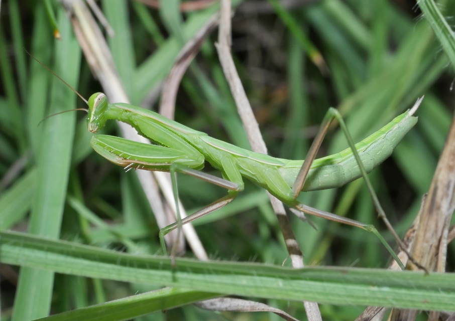 Mantis religiosa - imádkozósáska