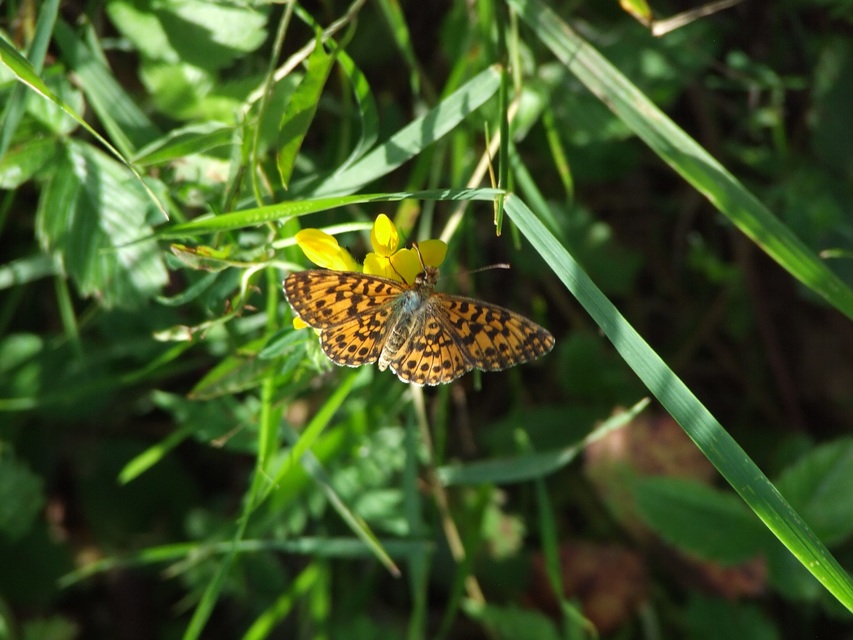 Boloria dia - kis gyöngyházlepke
