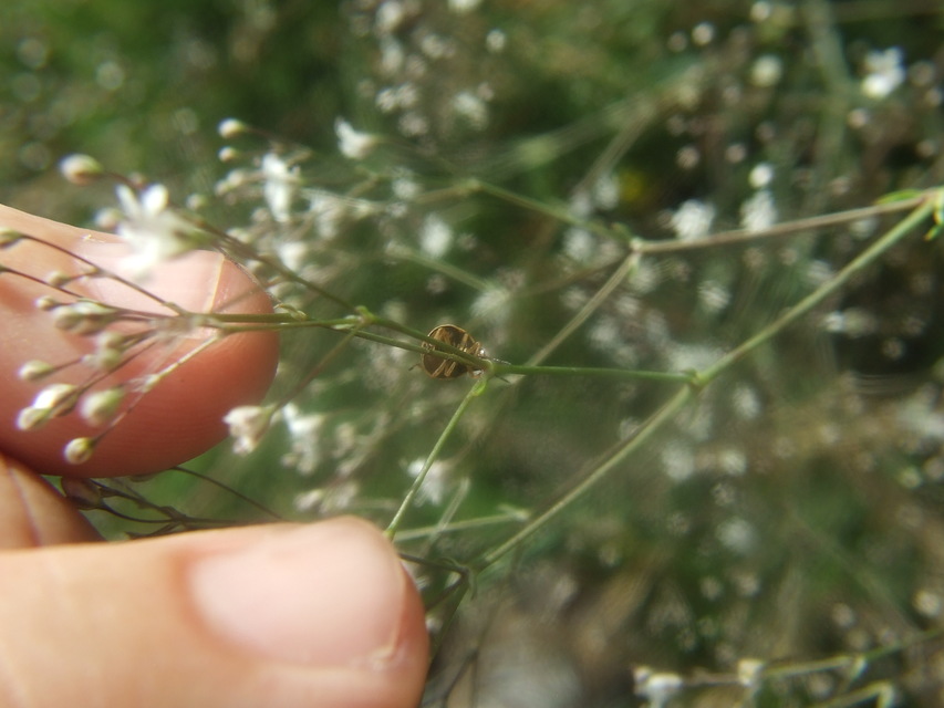 Holcostethus sphacelatus - holdas címerespoloska Holcostethus sphacelatus - holdas címerespoloska