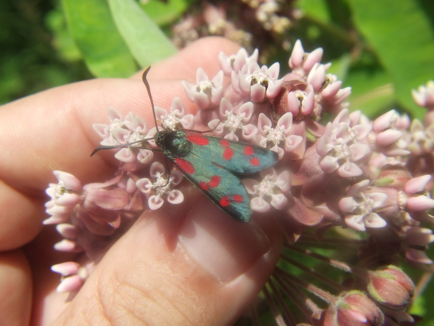 Zygaena filipendulae - acélszínű csüngőlepke