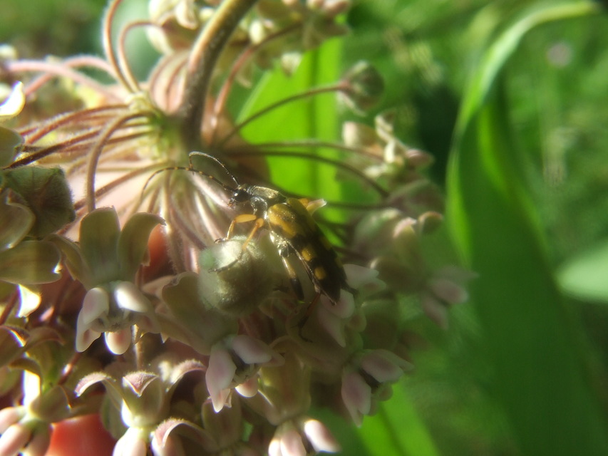 Rutpela maculata - tarkacsápú karcsúcincér