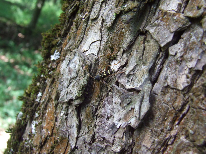 Xylotrechus arvicola - gazdászcincér