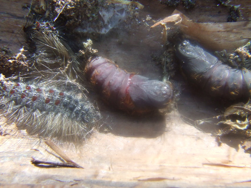 Lymantria dispar - gyapjaslepke
