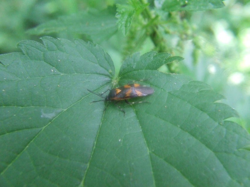 Deraeocoris trifasciatus - nagy mezeipoloska