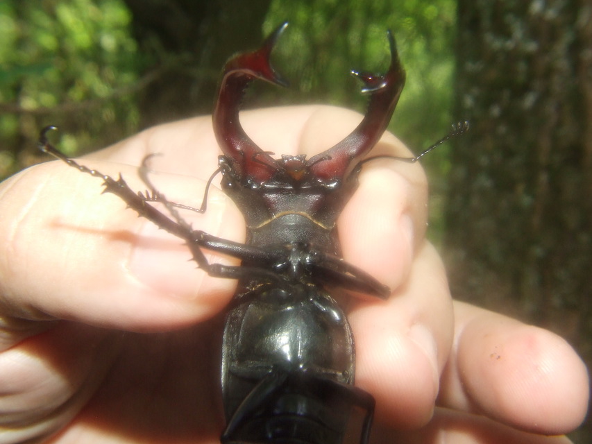 Lucanus cervus - nagy szarvasbogár