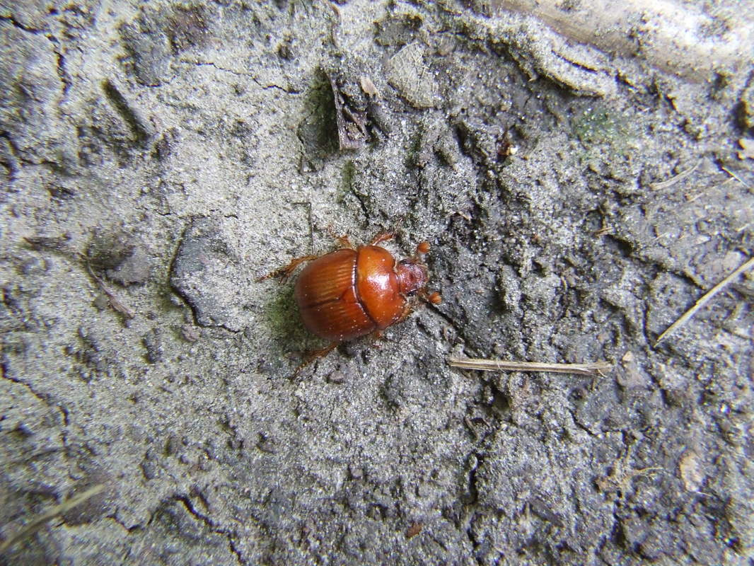 Bolbelasmus unicornis - szarvas álganéjtúró