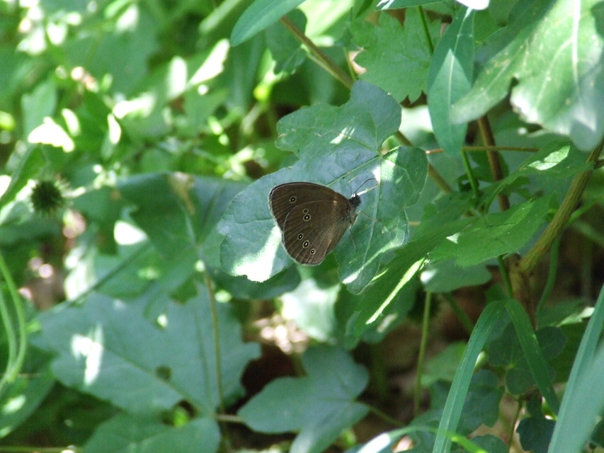 Aphantopus hyperanthus - közönséges ökörszemlepke