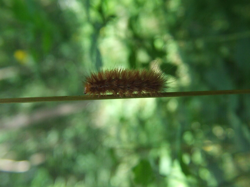 Diaphora mendica - felemás medvelepke