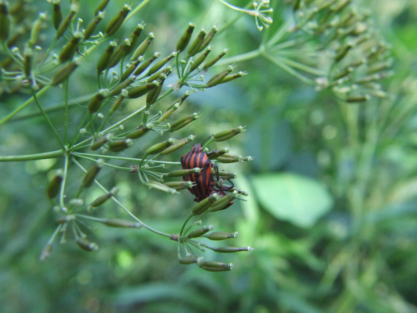 Graphosoma italicum - csíkos pajzsospoloska