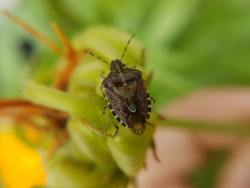 Dolycoris baccarum - közönséges bogyómászó-poloska Dolycoris baccarum - közönséges bogyómászó-poloska