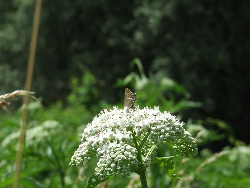 Satyrium spini - kökény-csücsköslepke