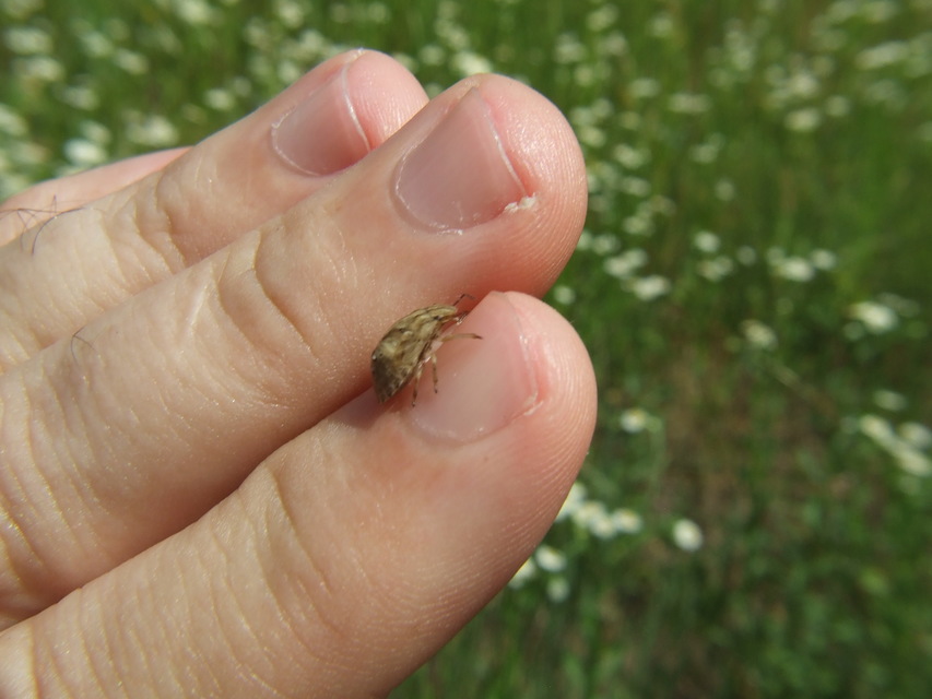 Eurygaster