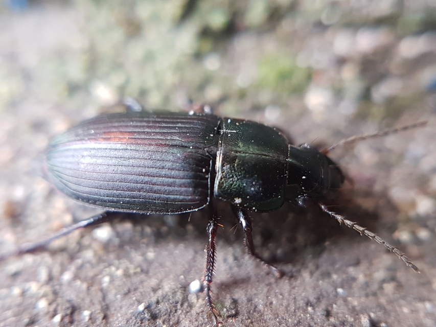 Harpalus distinguendus - mezei lomhafutó