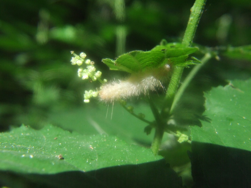 Diaphora mendica - felemás medvelepke