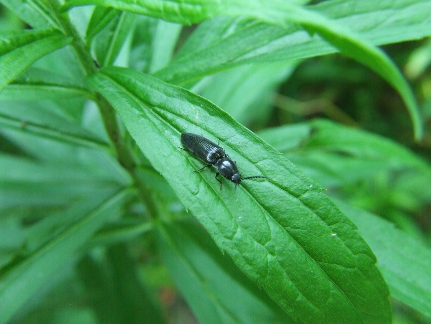 Hemicrepidius
