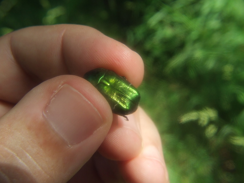 Cetonia aurata - aranyos virágbogár