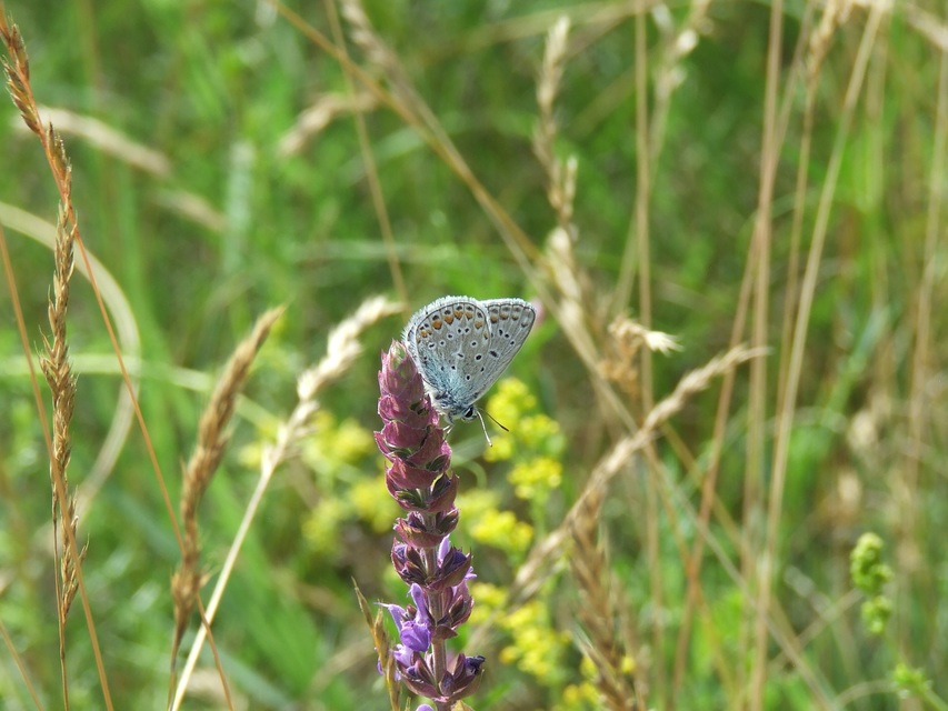 Polyommatus icarus - közönséges boglárka