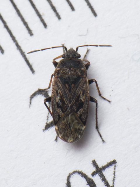 Sphragisticus nebulosus - foltos bodobács
