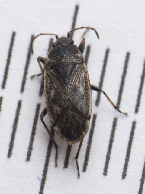 Sphragisticus nebulosus - foltos bodobács