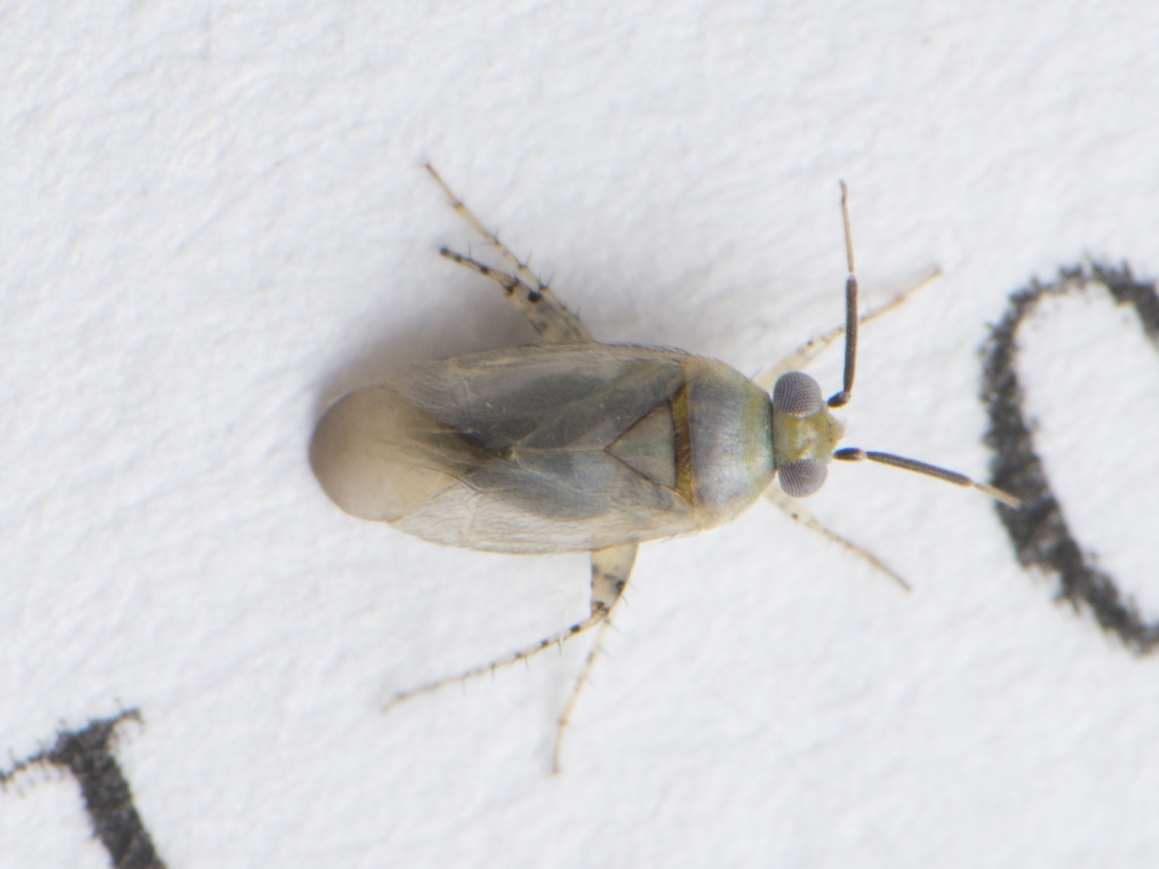 Campylomma annulicorne