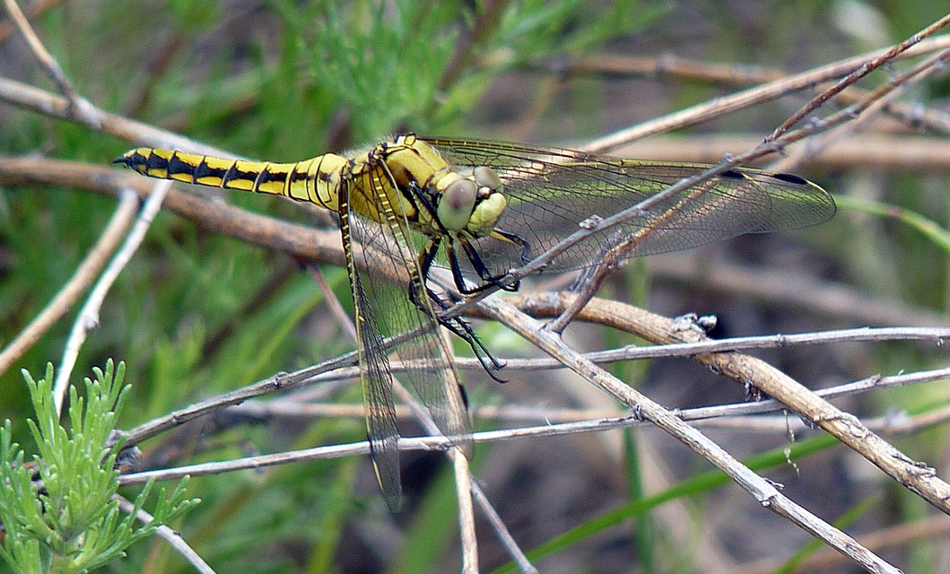 Orthetrum cancellatum - feketefarkú pásztorszitakötő