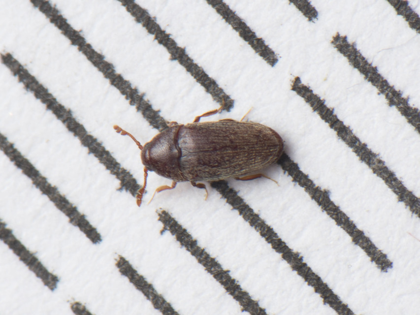 Throscidae - merevbogárfélék