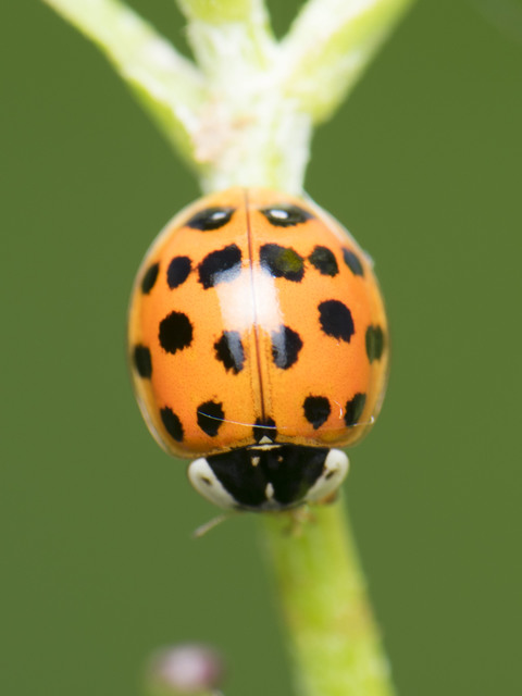 Harmonia axyridis - harlekinkatica