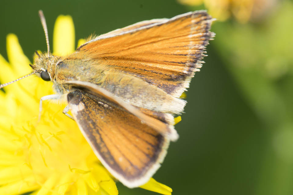 Thymelicus lineola - vonalas busalepke