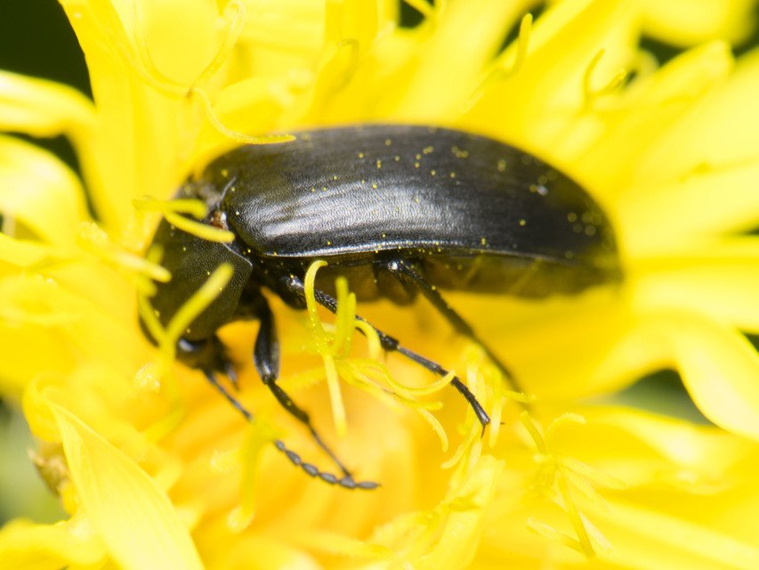 Podonta nigrita - szerecsenbogár