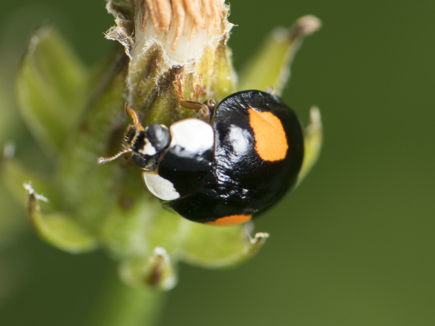 Harmonia axyridis - harlekinkatica