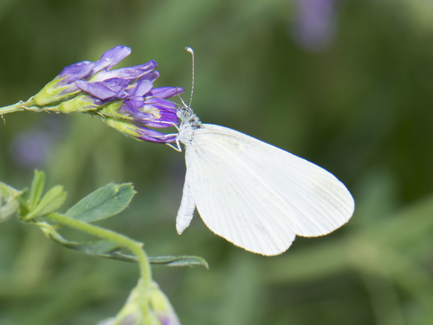 Leptidea sinapis - mustárlepke