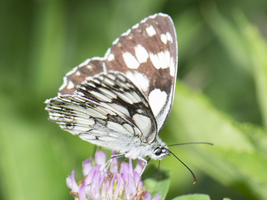 Melanargia galathea - sakktáblalepke
