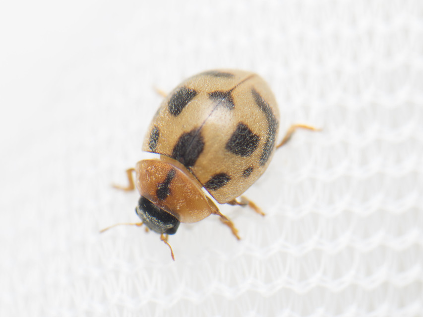 Cynegetis impunctata - pázsitfűböde
