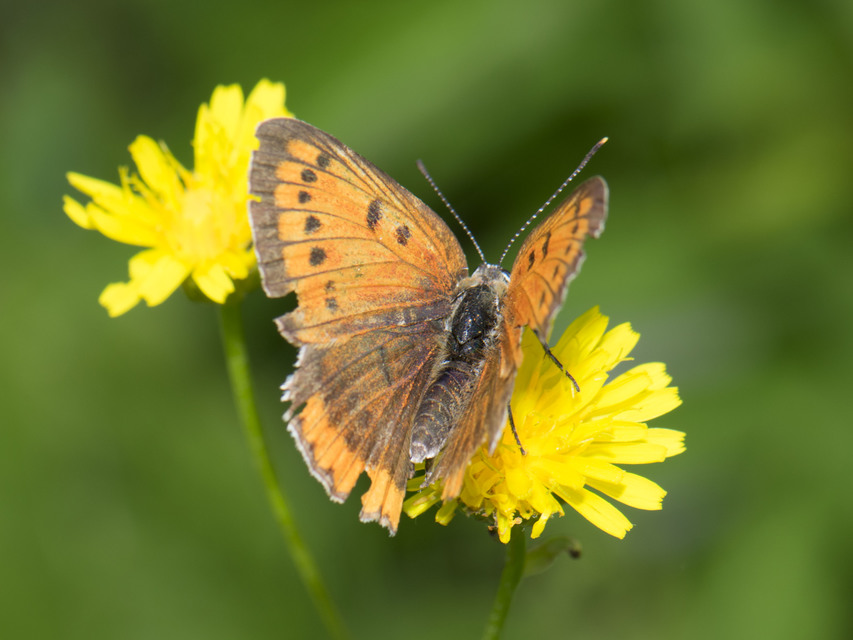 Lycaena dispar rutilus - nagy tűzlepke
