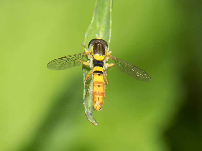 Sphaerophoria