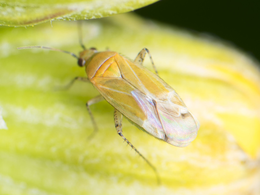 Plagiognathus chrysanthemi - fakó törpepoloska Plagiognathus chrysanthemi - fakó törpepoloska