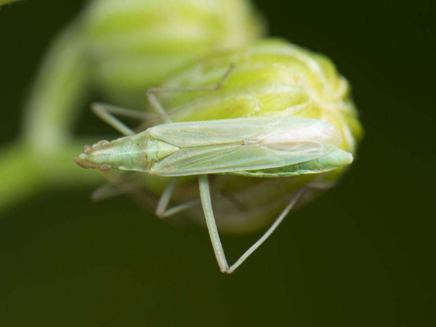 Trigonotylus